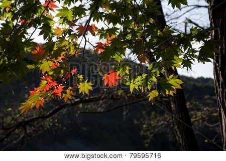 Red and Green Maple Leaves South Korea