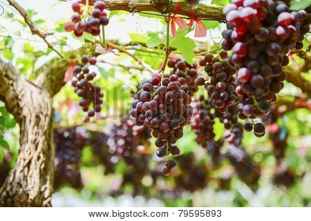fresh Grape wait for harvest Grape Farm Tak ,Thailand