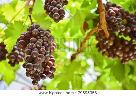 fresh Grape wait for harvest Grape Farm Tak ,Thailand