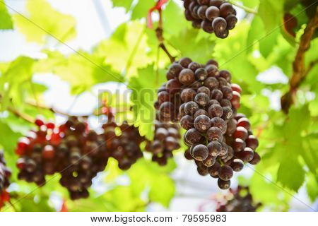 fresh Grape wait for harvest Grape Farm Tak ,Thailand