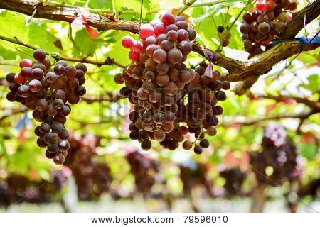 fresh Grape wait for harvest Grape Farm Tak ,Thailand