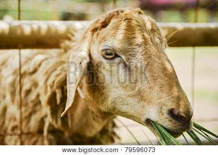 Sheep on the farm