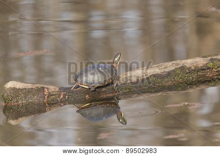 Small turtle sunning itself on a log