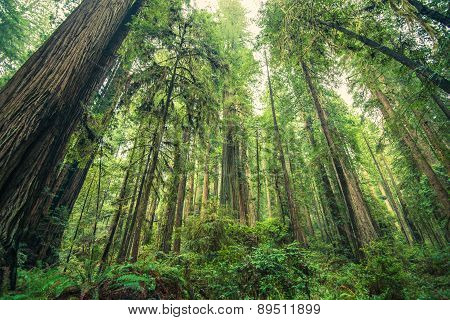 Giant Redwoods Forest