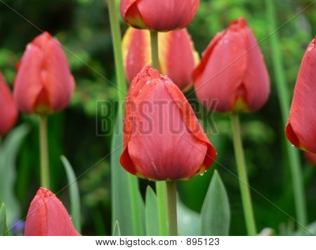 Piros tulipán