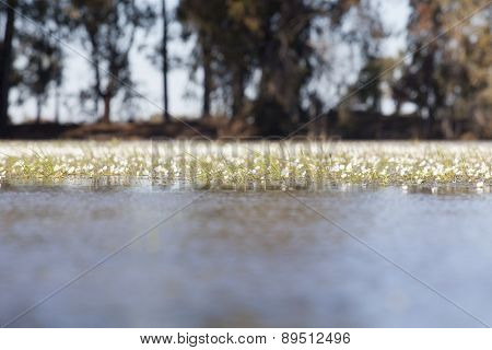Common Water Crowfoot