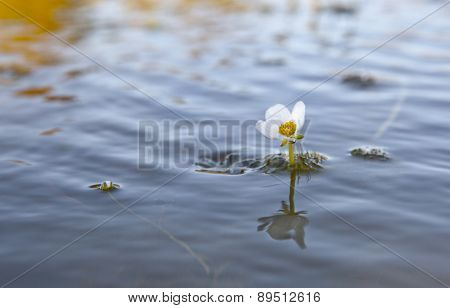 Common Water Crowfoot