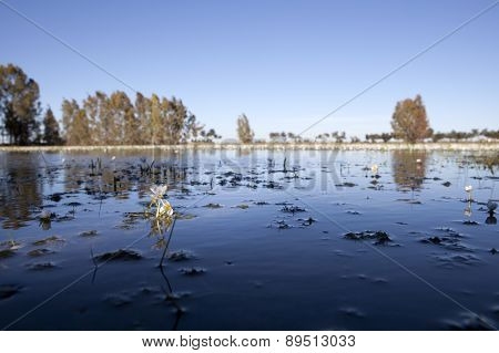 Common Water Crowfoot