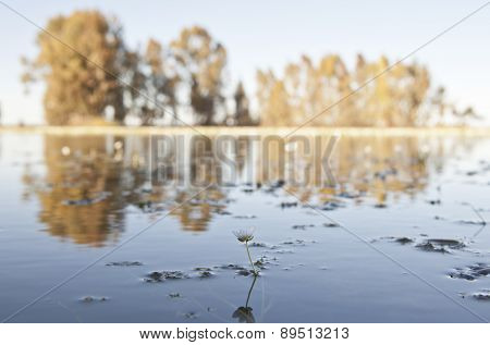 Common Water Crowfoot