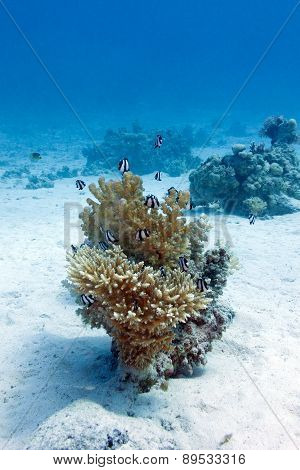 coral reef with hard coral and exotic fishes white-tailed damselfish