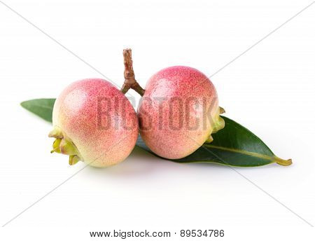 Syzygium Jambos Rose Apple