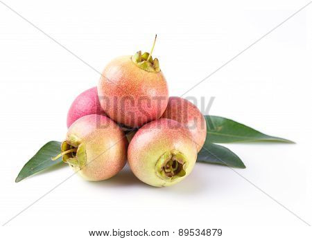 Syzygium Jambos Rose Apple