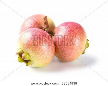 Syzygium Jambos Rose Apple