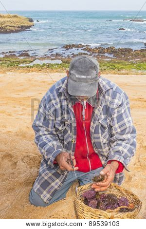 OUALIDIA, MOROCCO, APRIL 6, 2015: Local fisherman open raw sea urchins for tourists