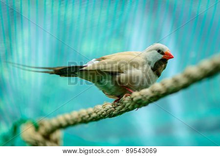 Beautiful Little Bird
