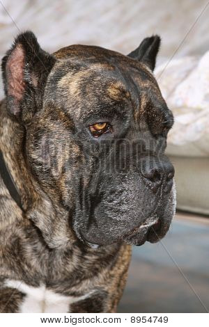 Cane Corso mastifa