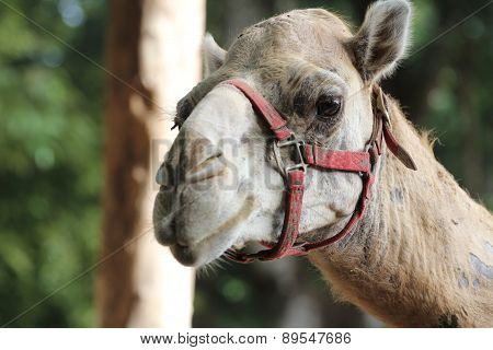 Camel Portrait