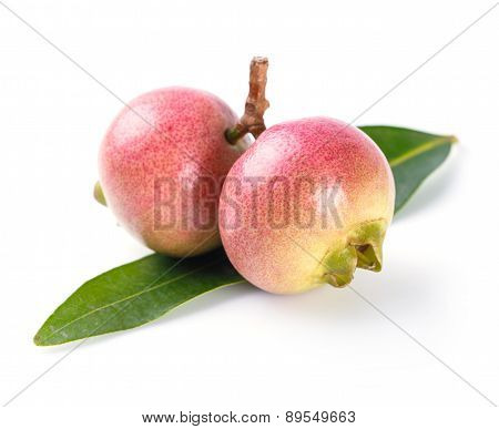 Syzygium Jambos Rose Apple