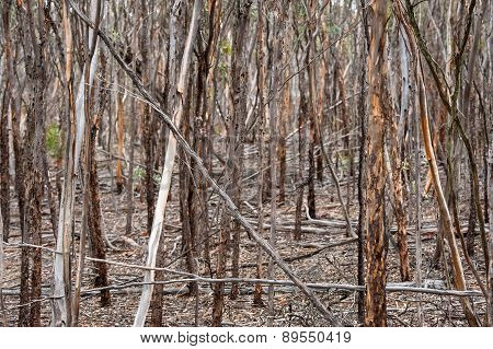 Mallet Thicket