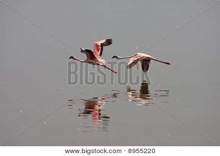 Flamingoes v letu