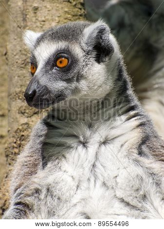 Ring-tailed Lemur (lemur Catta)