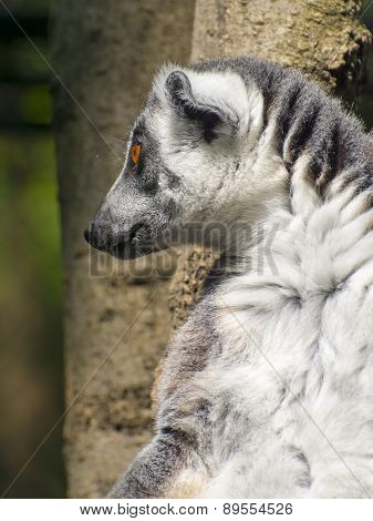 Ring-tailed Lemur (lemur Catta)