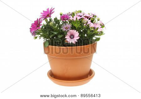 Osteospermum