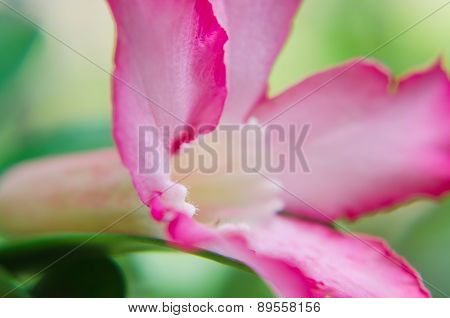 Desert Rose