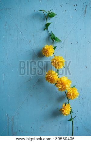 Yellow Japanese Kerria