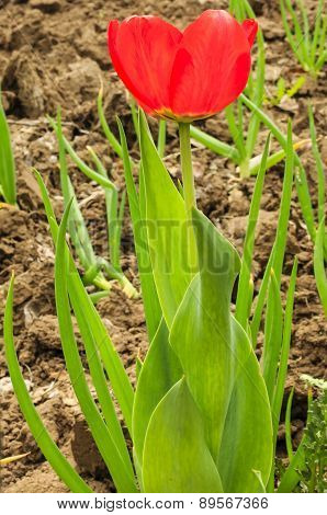 Tulip