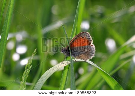 Butterfly on green grass