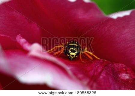 Wasp