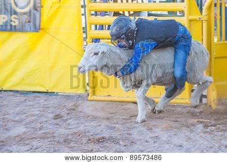 Mutton Busting