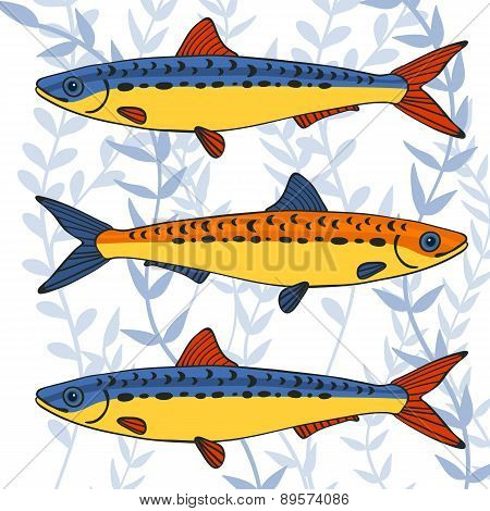 Colorful sardines collection