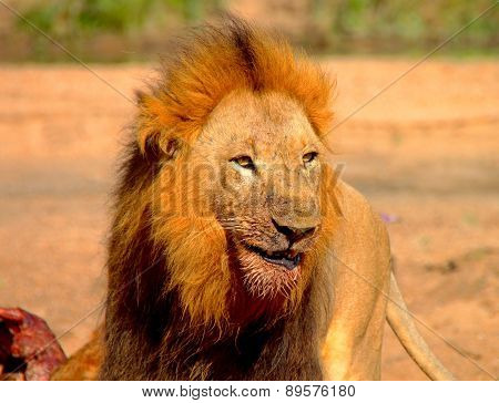 Lion Face