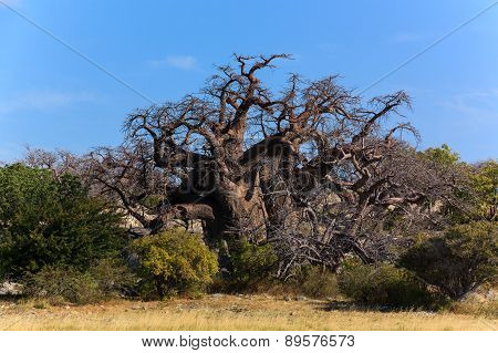 Big African Baobab Botswana