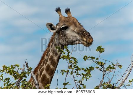 Giraffe Eating Leafs