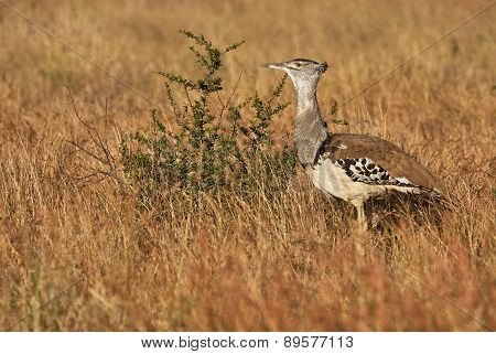 Kori Bustard In Tall Yellow Grass