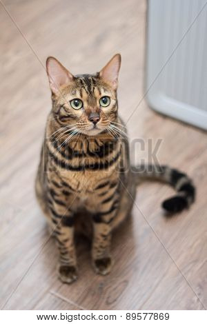 Bengal cat looking into the distance