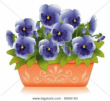 Pansies em plantador