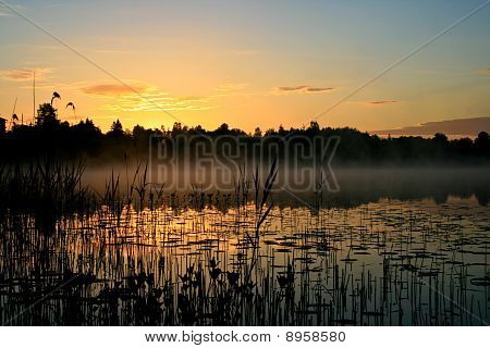 Sunrise bir bataklık içinde