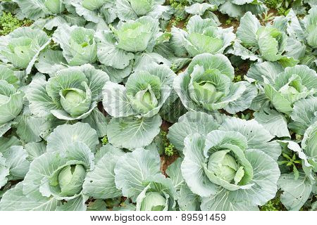 Tree cabbage Planted cabbage In agricultural areas. A cabbage that is ready to harvest.
