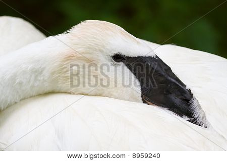Trumpetaren Swan vilar närbild