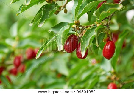Bright Red Berries Of Cornel On The Branch