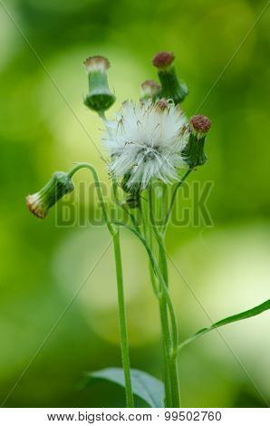 Green Leaf Background And  Blue Sky