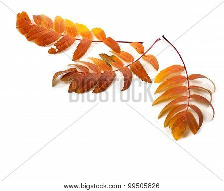 Three Autumnal Rowan Leaves