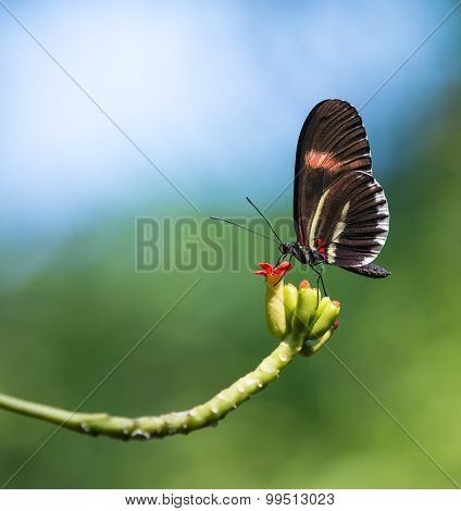 Red Postman Butterfly (heliconius Erato)