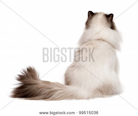 Cute Young Persian Seal Colourpoint Cat Photographed From Behind