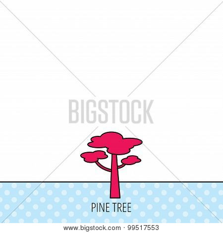 Pine tree icon. Forest wood sign.