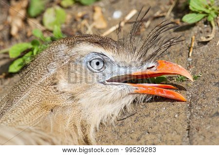 Red-legged Seriema Or Crested Cariama (cariama Cristata)